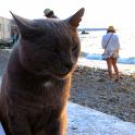 Mykonos Katzen (53)